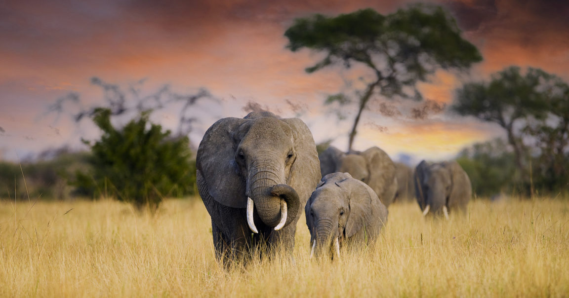 30,000 African Elephants Are Poached Each Year, Resulting in a Rapid