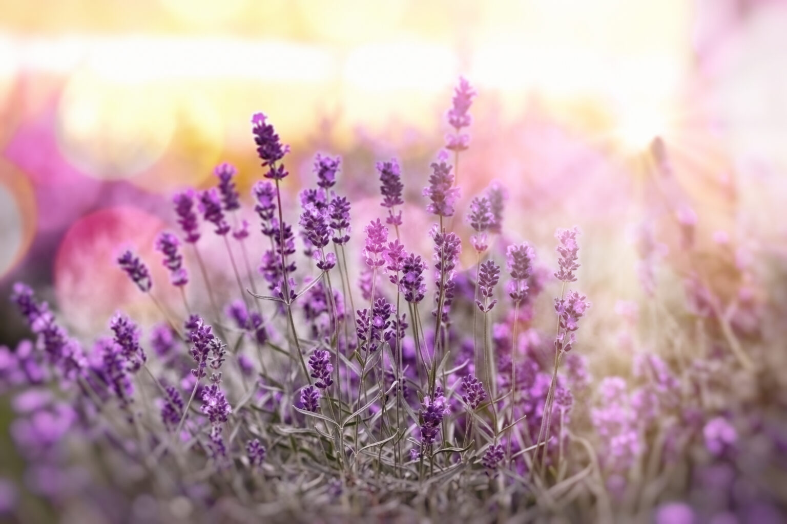 here-s-your-guide-to-how-you-can-grow-lavender-in-your-garden-chip-chick