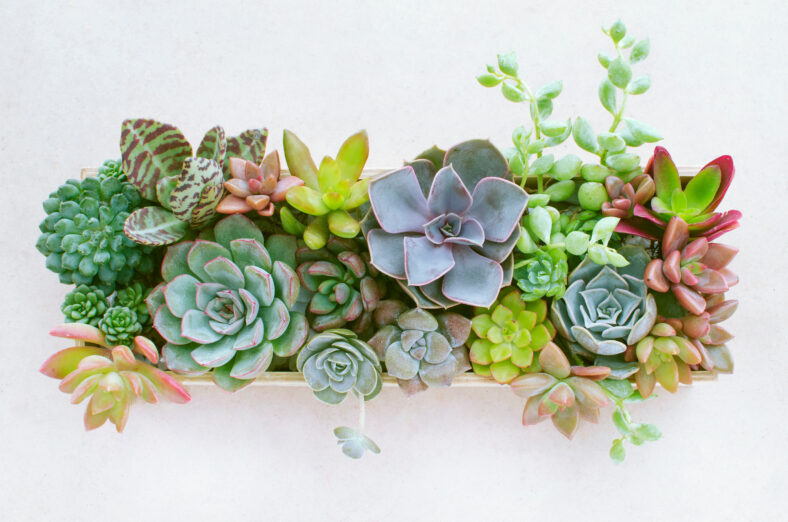 Top view of wooden box of flowering succulent plants