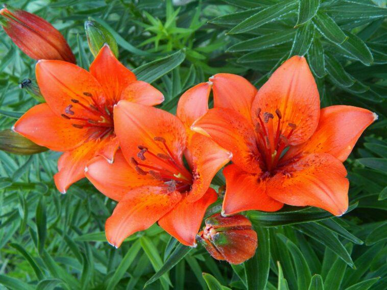 Tiger Lilies Are Easy-To-Grow Garden Showstoppers That Require Minimal ...