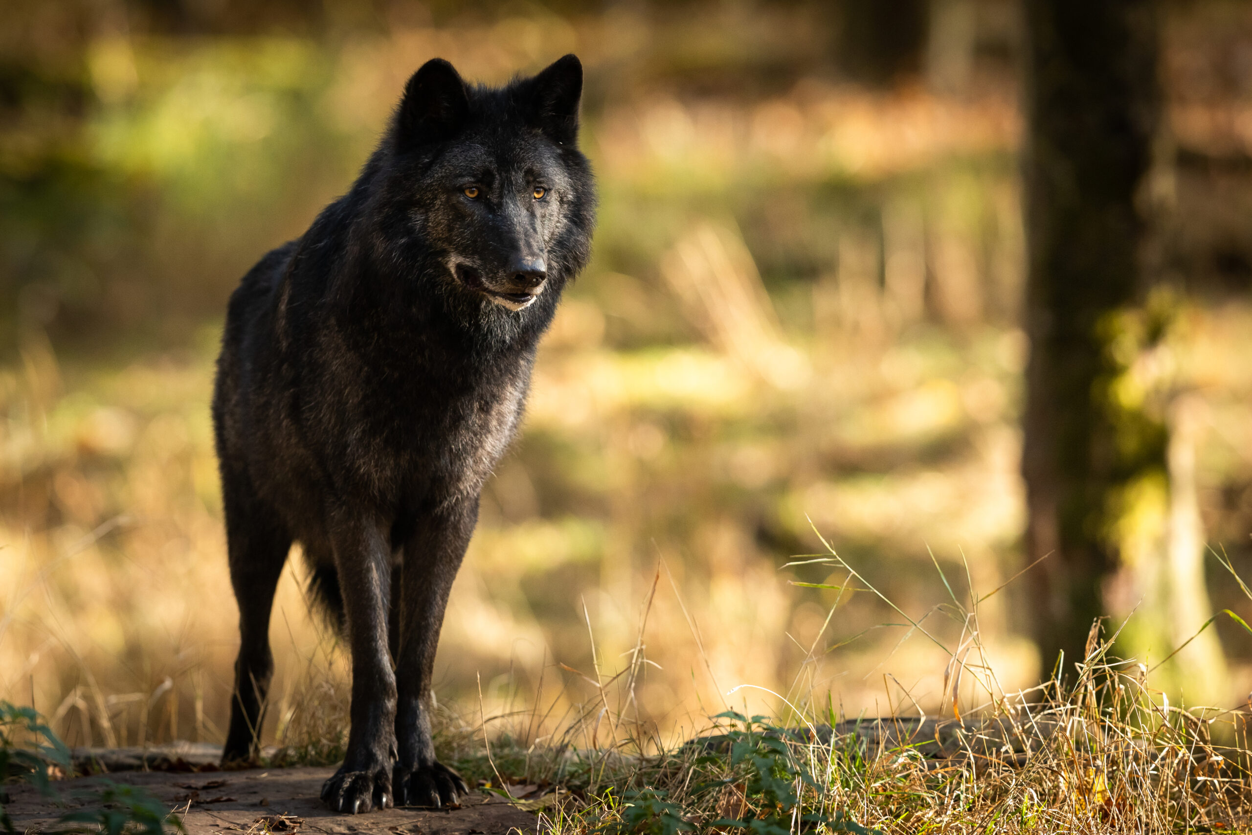 In 1867, A Feral Child Was Found By Hunters In A Wolf Den Deep In The ...