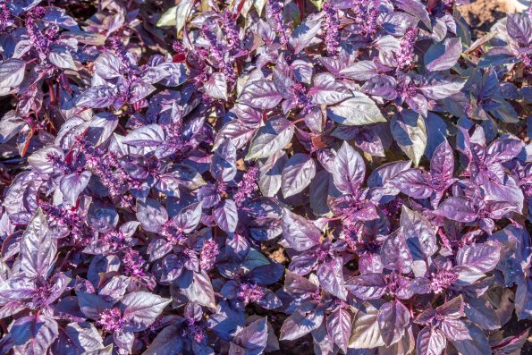 Dark opal purple basil background