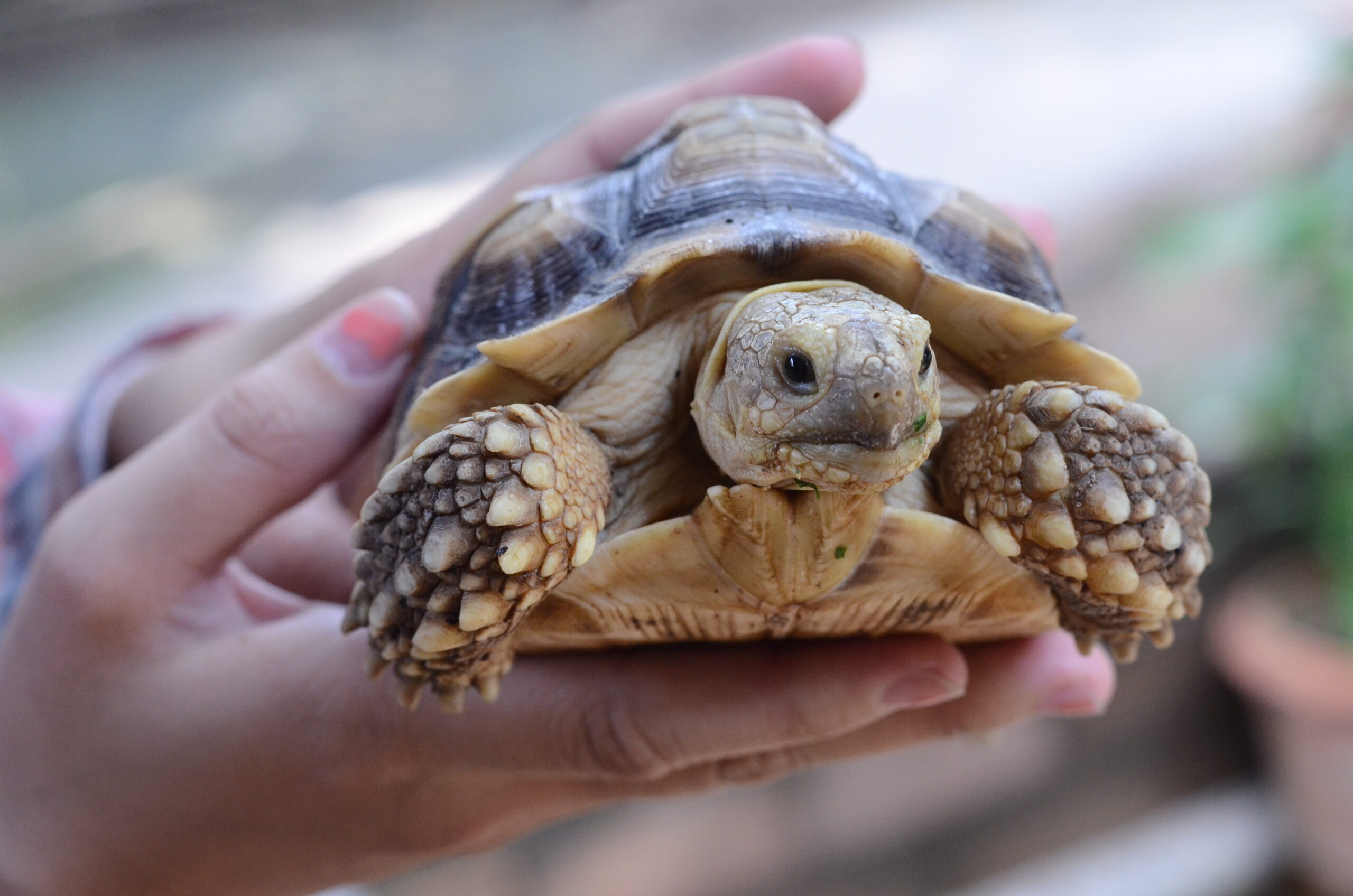 The CDC Is Saying You Shouldn’t Kiss Or Snuggle Your Turtle – Chip Chick