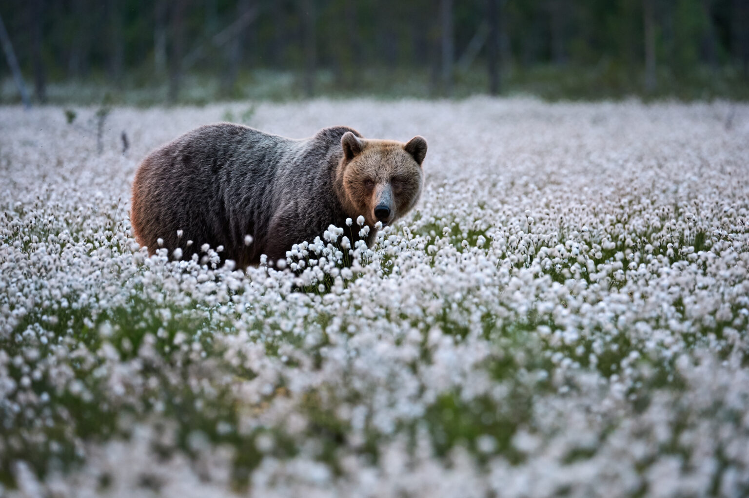 The Real Grizzly Adams Was A Mountain Main Who Became Famous For ...