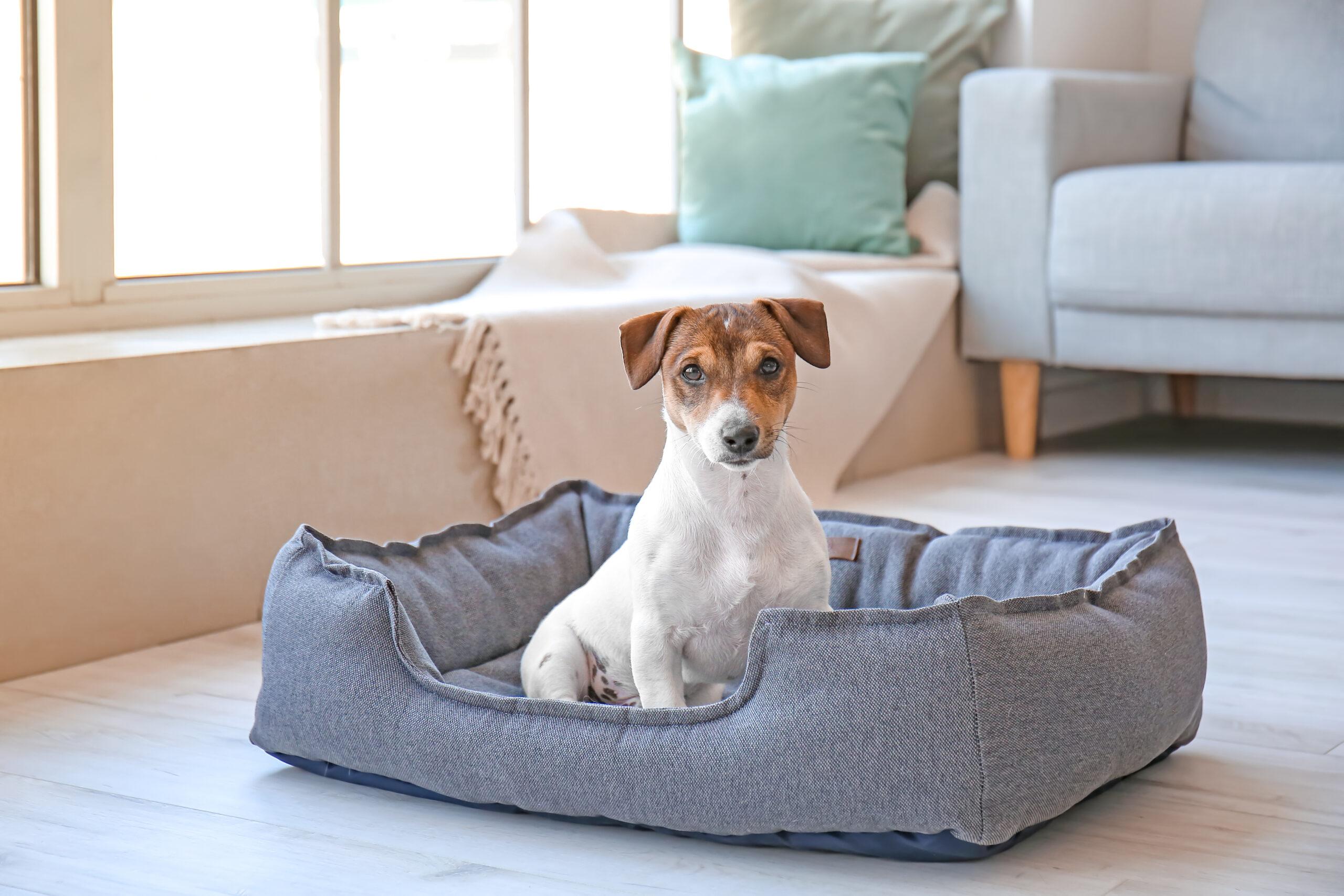 How To Properly Clean Your Dog’s Bed, So You Can Keep Your Home And