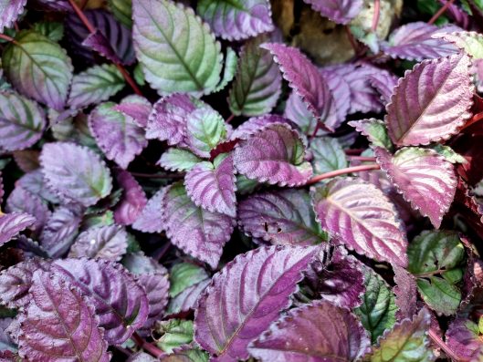 The beautiful leaves of Hemigraphis alternata in the garden