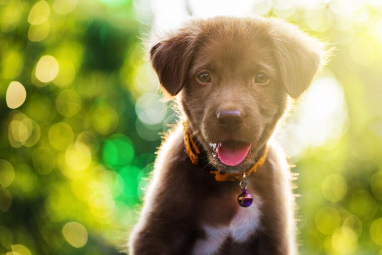 Calling animal control outlet on neighbor's dog