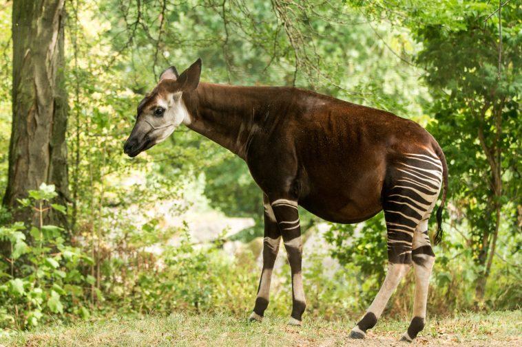 Is it a zebra? A giraffe? Nope, this wonderful creature is called an