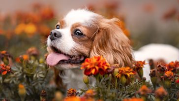 Funny cavalier king charles dog with tongue out among orange flowers. Close up pet portrait