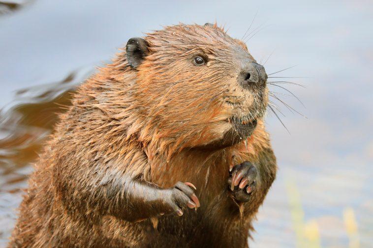 In North America, Giant Beavers The Size Of Black Bears That Weighed ...