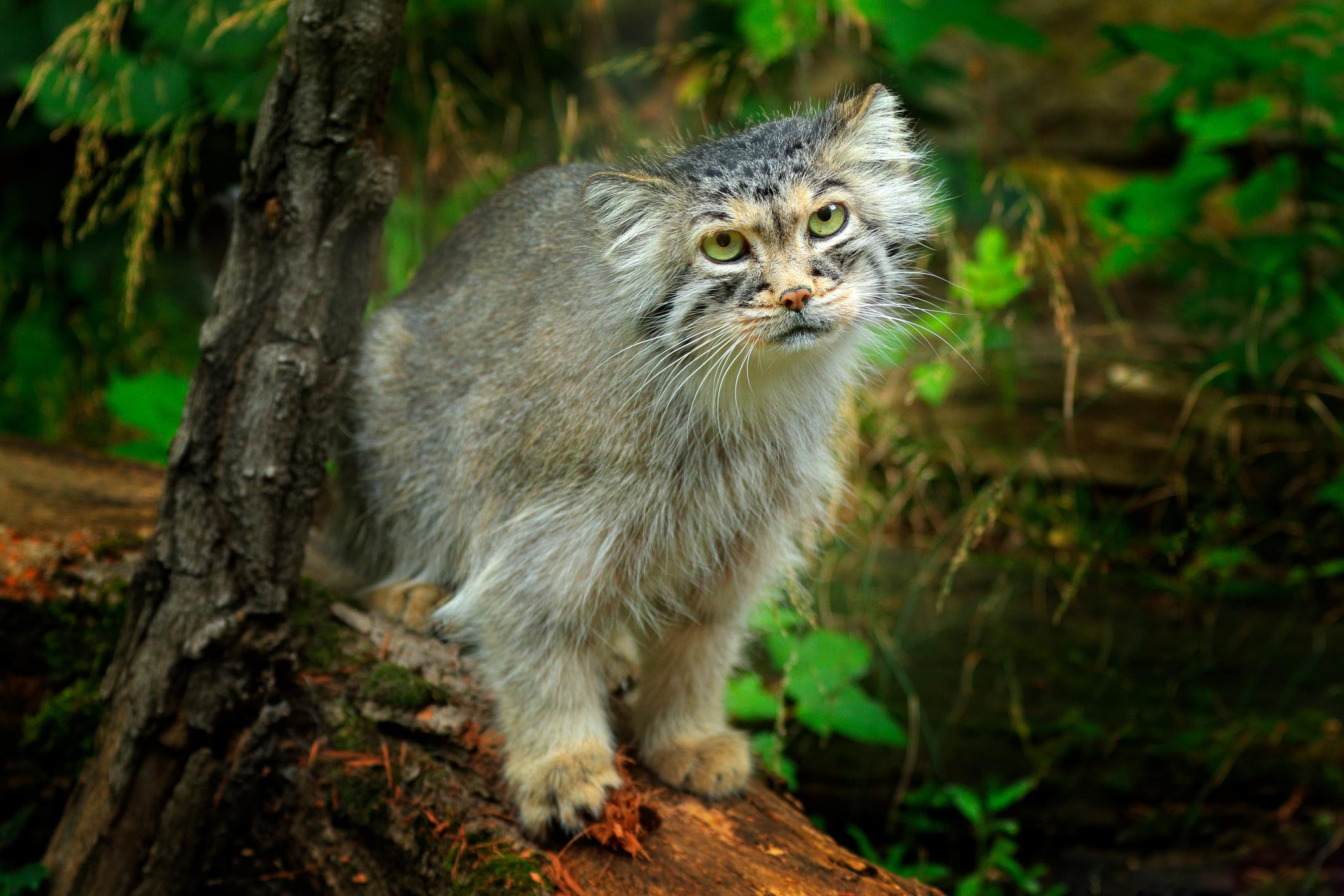 This Fluffy Feline, Known As The Pallas’s Cat, Is Native To Asia And ...