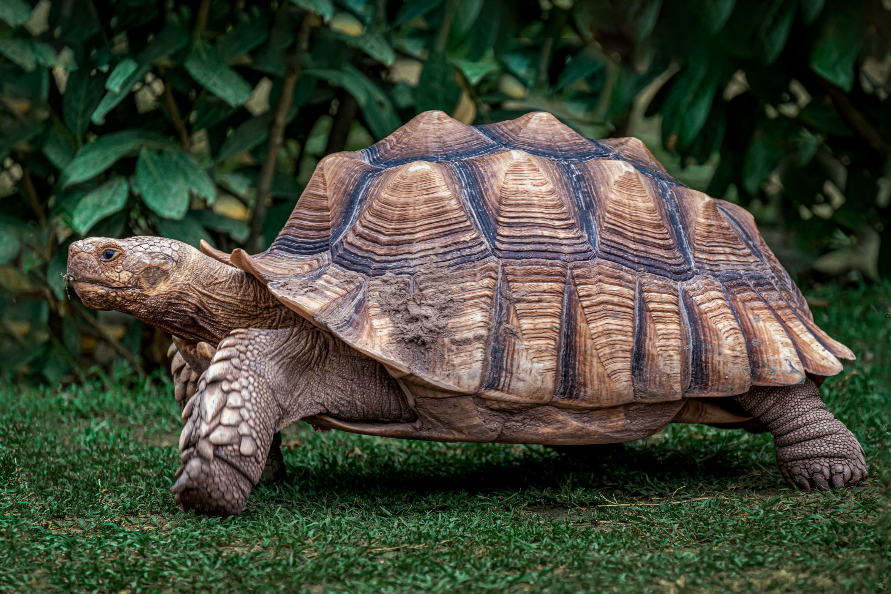 Meet Jonathan: A Giant Tortoise That Is Estimated To Have Been Born In ...