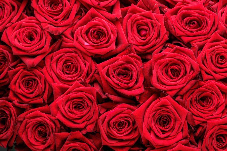 Her Boyfriend Never Bought Her Red Roses, But She Found Out He Bought ...