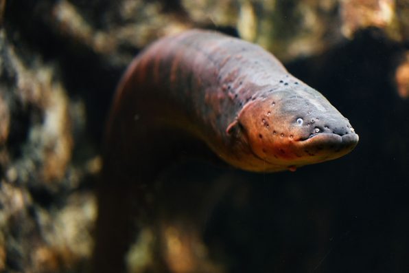 Researchers Discovered That Electric Eels Can Change The DNA Of Other ...