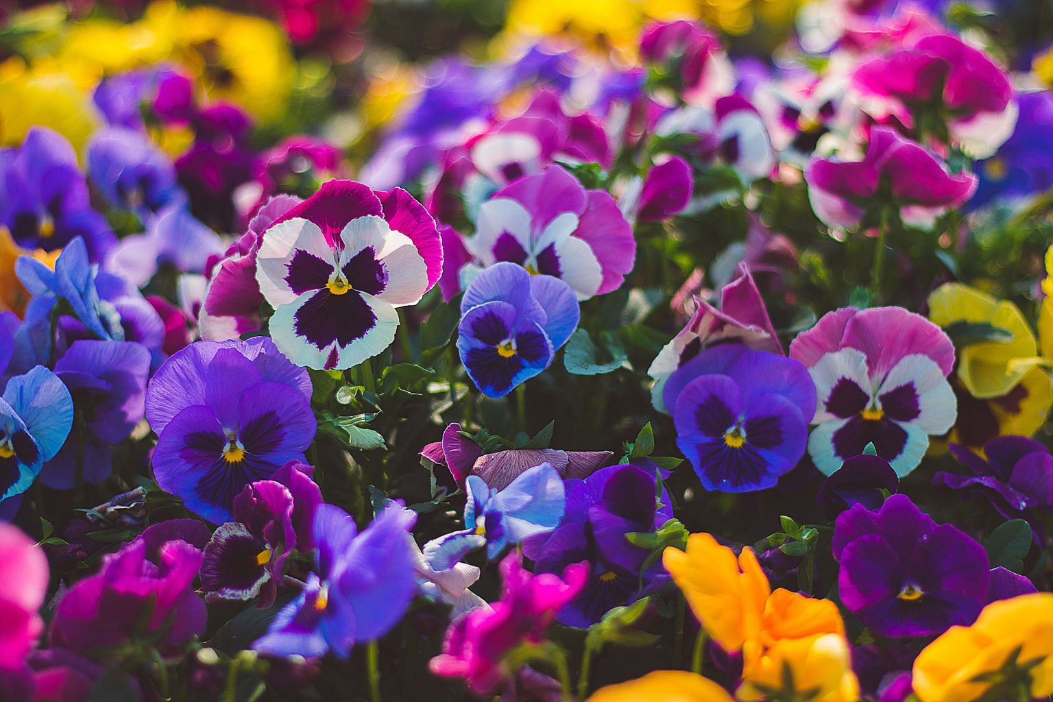 Winter Pansies Are The Perfect Perky Flowers To Brighten Up Your Space