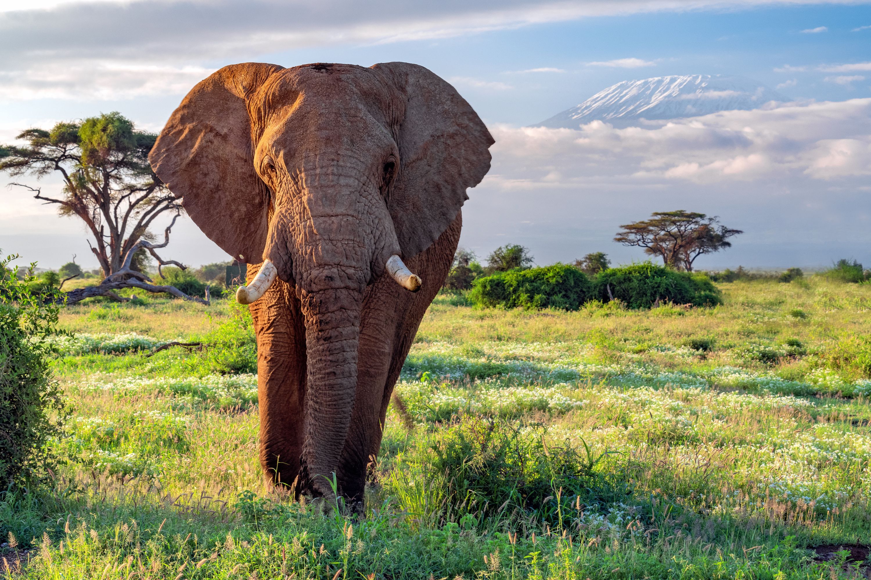 Elephants Are Known For Their Powerful Trunks, But New Research Has ...