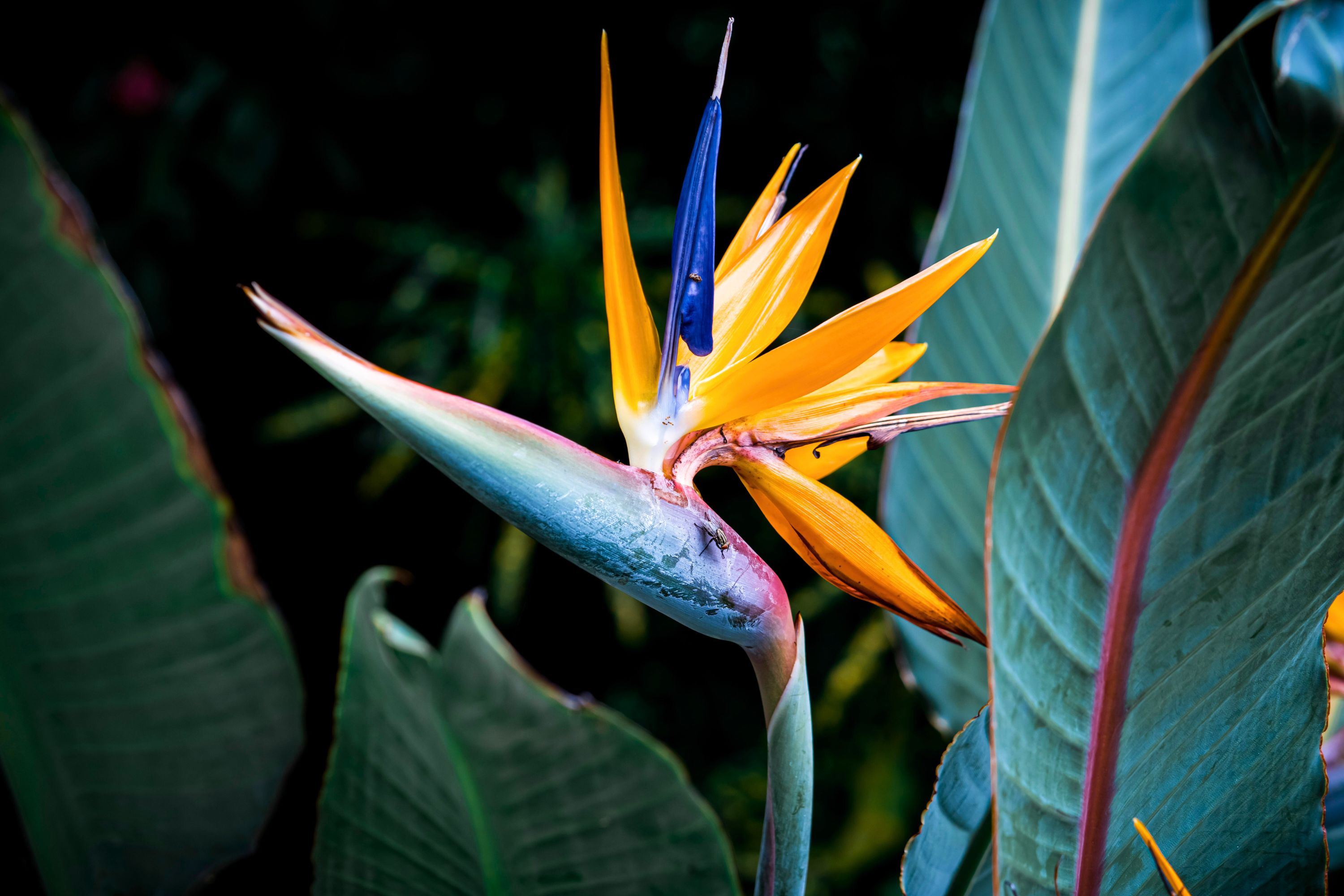 Add Some Tropical Flair To Your Space With The Bird Of Paradise Plant Heres How To Grow And