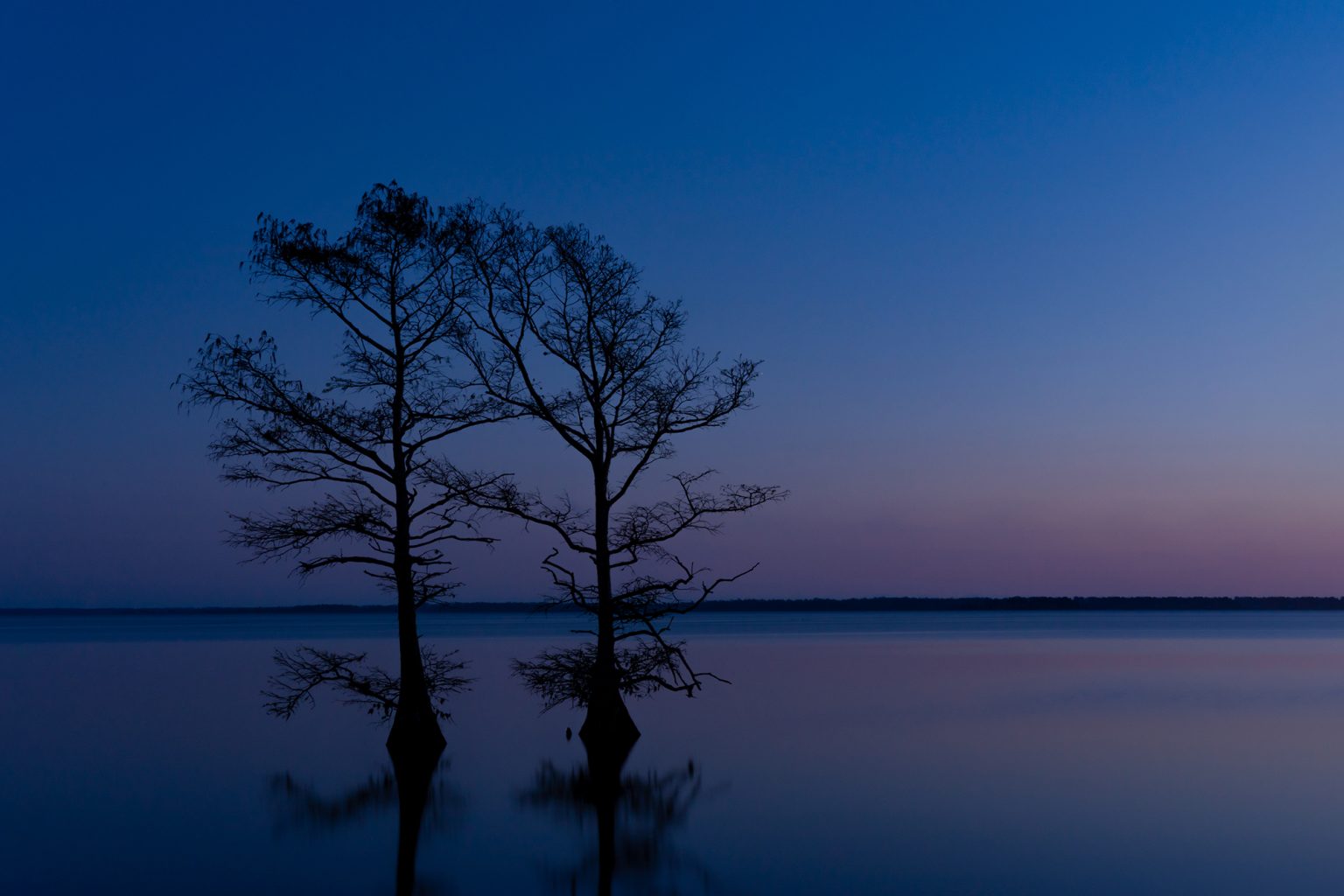 A Cypress Tree In North Carolina Was Dated At 2,624-Years-Old, And It’s ...