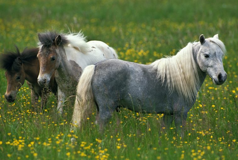 Miniature Horses Actually Make Great Service Animals Due To Their Long Lifespan, Calm