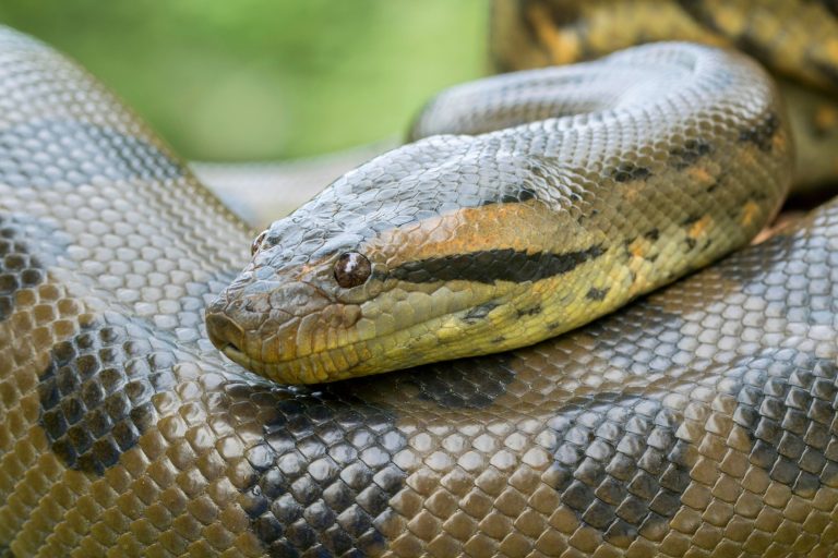 Green Anacondas Are Known As The Heaviest Snakes In The World, But New ...