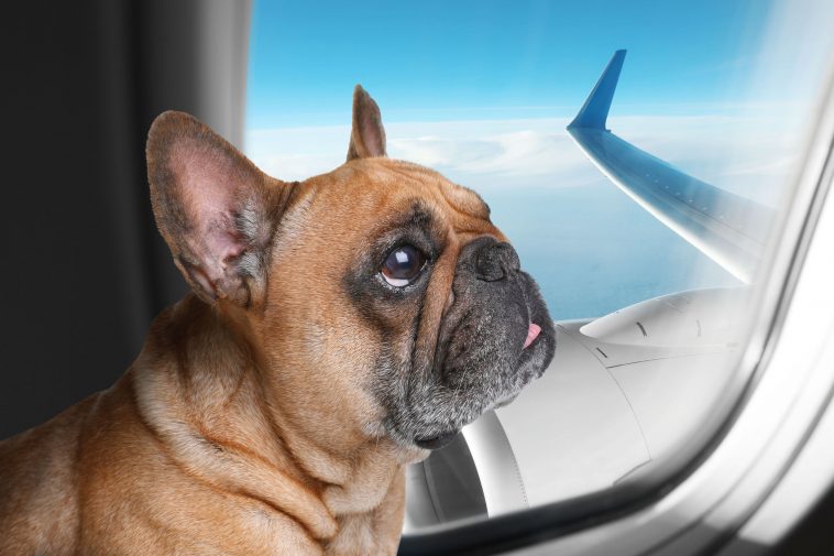 If You’d Love To Jet Set With Your Pet, These Are Our Top Tips For ...