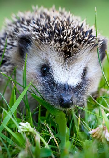 Soho A studio - stock.adobe.com - illustrative purposes only, not the actual hedgehog