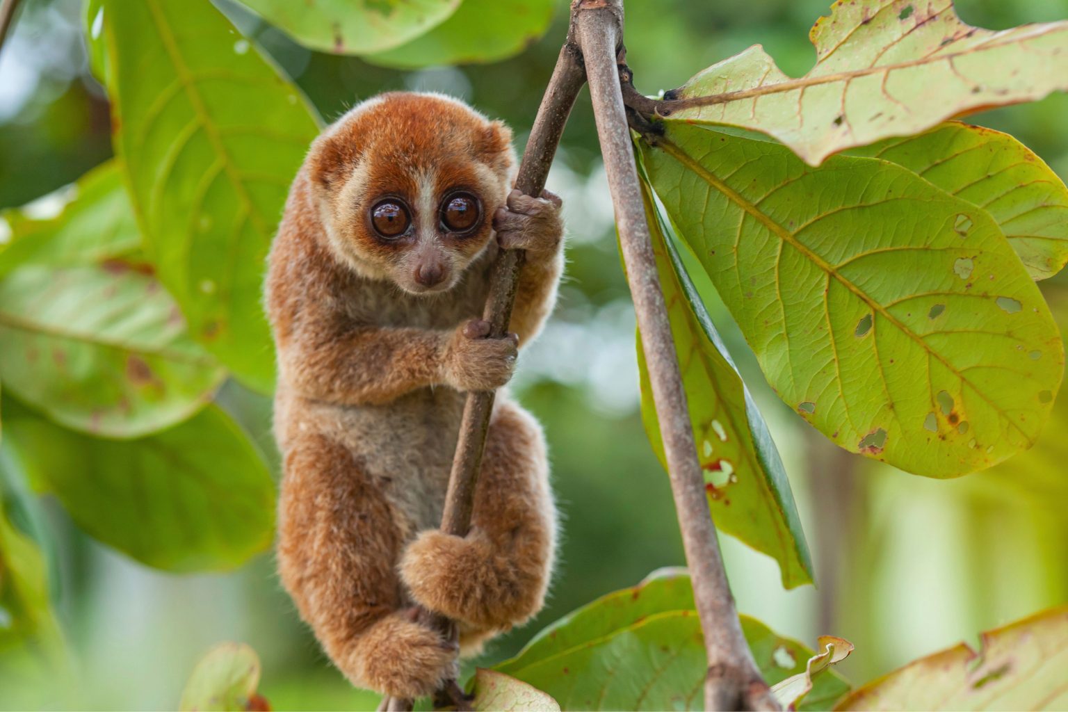 Pygmy Slow Lorises May Look Adorable, But They’re Actually Deadly, And ...