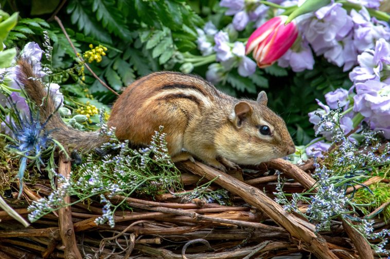 Safeguard Your Garden Against Cute But Pesky Chipmunks With These