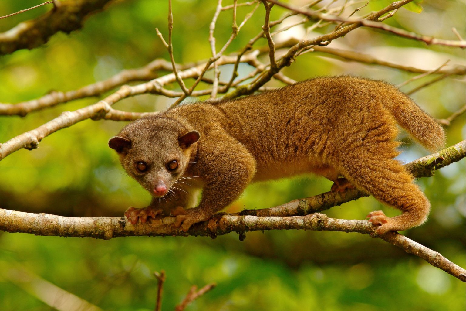 A Kinkajou Was Found Abandoned At A Washington Rest Stop, Thousands Of ...