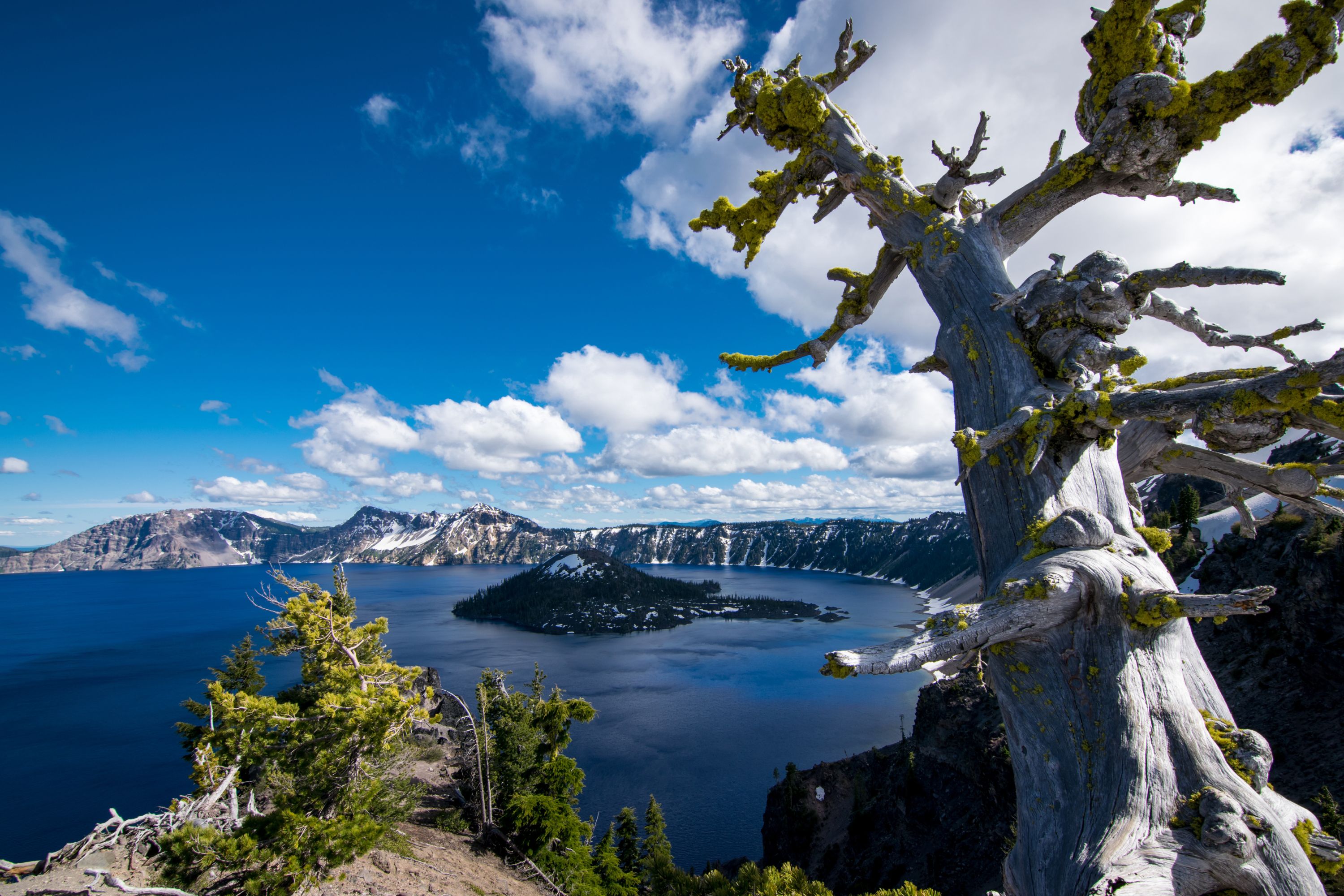 The whitebark pine is rapidly disappearing from the greater Yellowstone area, but researchers are working hard to save this vital tree species