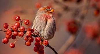 Invite More Feathered Friends Into Your Garden By Planting These Fruit And Berry Trees That Birds Love