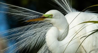 He Was America’s Original Game Warden, Who Sacrificed His Life After Attempting To Arrest Two Men He Suspected Of Poaching Egrets