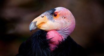 A Sibling Pair Of California Condors In Utah Fell Victim To Lead Poisoning, But While The Female Managed To Survive, Her Brother Died