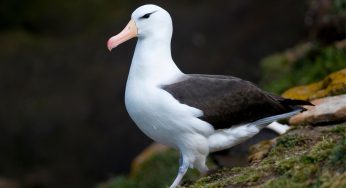 Officials Plan To Drop Pellets Laced With Pesticides All Over A South African Island To Get Rid Of Mice, Which Are Preying On Albatrosses