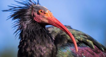 The Northern Bald Ibis Is Back From Extinction, And Scientists Have Been Teaching The Birds Migration Routes, Acting As Foster Parents And Flight Instructors