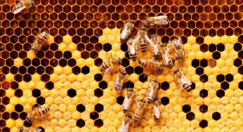 This Wild Bird Helps People Locate And Harvest Honey From Bee Colonies