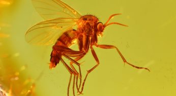 A Gnat In Europe Got Trapped In A Piece Of Amber About 40 Million Years Ago, And Now Scientists Are Learning More About The Never-Before-Studied Species