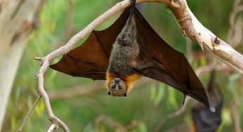 The Decline Of Bat Populations Has Been Linked To Over 1,000 Human Infant Deaths In A New Study