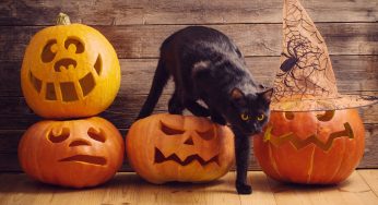 7 Animals That Have Connections To Halloween, Adding More Fright And Mystery To The Spooky Holiday