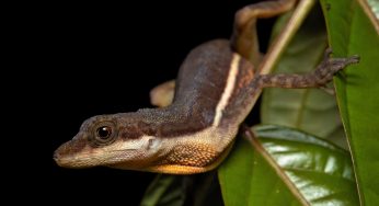 Little Lizards In Costa Rica’s Rainforest Create Air Bubbles On Their Foreheads And Scuba-Dive To Stay Submerged Underwater For Long Periods Of Time