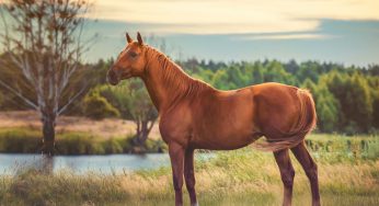 A Horse Skeleton Found In A Utah Backyard Was Thought To Date Back To The Last Ice Age, But Newer Analysis Revealed The Mare Was Domestic, And Its Remains No Older Than 340 Years