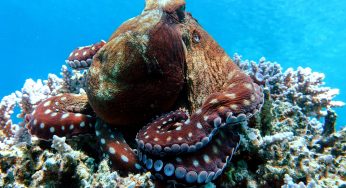 Octopuses Are Teaming Up With Fish To Track Down Prey And Punching Those That Don’t Help Out