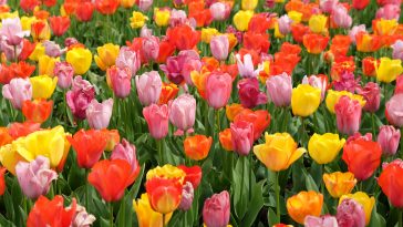 A colourful mix of hybrid triumph tulips in flower.