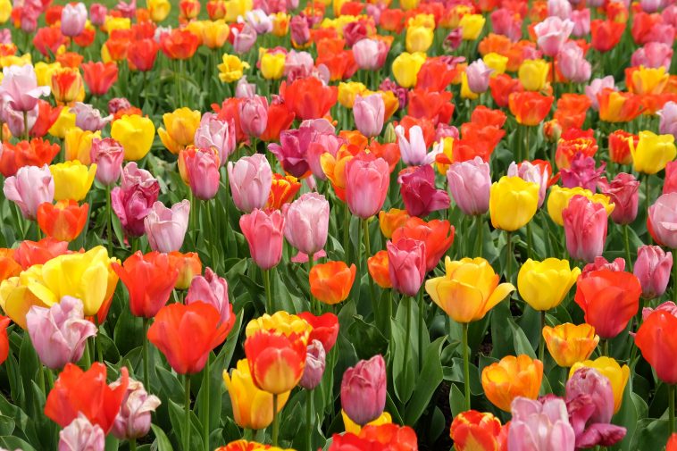 A colourful mix of hybrid triumph tulips in flower.