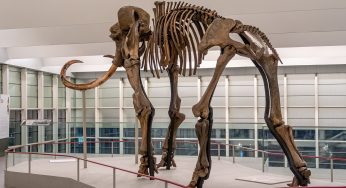 Pollen Allergies May Have Been A Factor That Drove Woolly Mammoths To Extinction