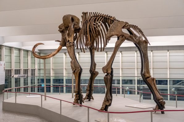 Esqueleto de Mamud. Museo de la Evolución Humana, Burgos.