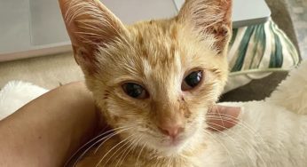 She Saved This Kitten On The Highway After He Was Run Over By A Car, And He’s Cost Her Over $8,000 In Vet Bills