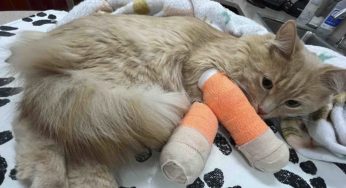 Her Cat Fell From Her 6th-Floor Apartment After She Says Her Building’s Management Failed To Fix Her Window