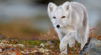 A Couple Walking In Portland Thought They Spotted A Puppy, But It Was A Mystifying White Fox