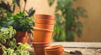 These Plants Won’t Thrive In Terracotta Pots, So Here Are Some Alternative Containers To Help Them Flourish